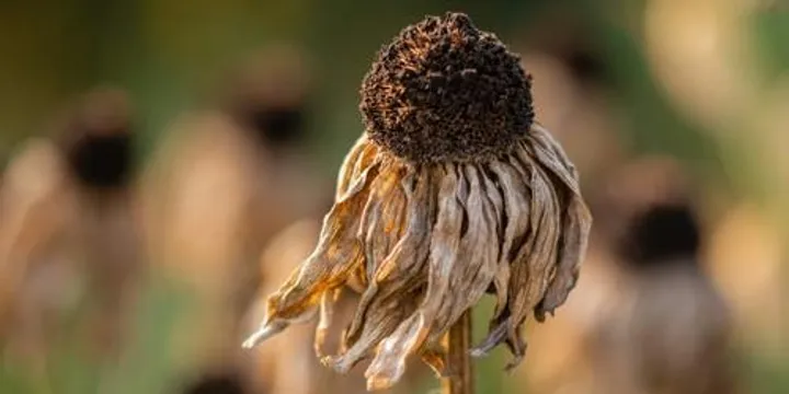 Facing Climate Change