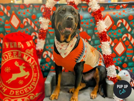 Birmingham - King Sized Canines Christmas Tour🎄