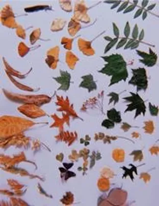 A arte é um fenómeno: adesivos botânicos
