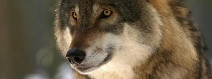 The Last Wolf