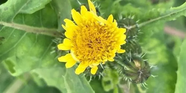 Wonderful Weeds walk and talk with medicinal and culinary demonstration