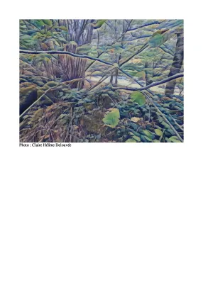 [SPECTACLE LECTURE] La forêt brûle… Et alors ?