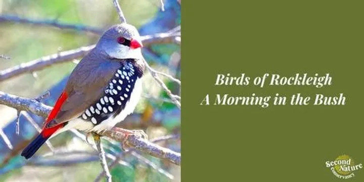 Birds of Rockleigh: A Morning in the Bush