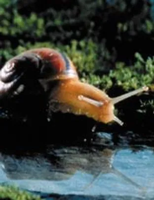 MICROCOSMOS | 27ª FESTA DO CINEMA FRANCÊS