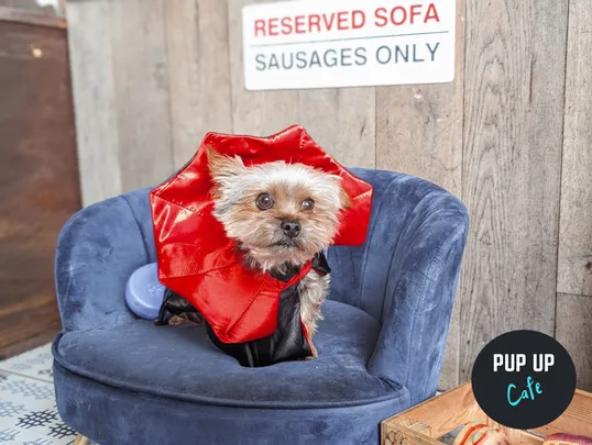 Halloween Pint Sized Pooches Pup Up Cafe - Birmingham 🎃