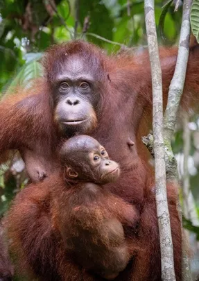Schulkino Wil 19.11.26 - Orang-Utans: Die unbekannten Menschenaffen