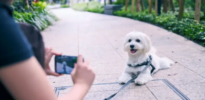 スマホで楽しむフォトレッスン~ 愛犬のかわいい撮り方レッスン~