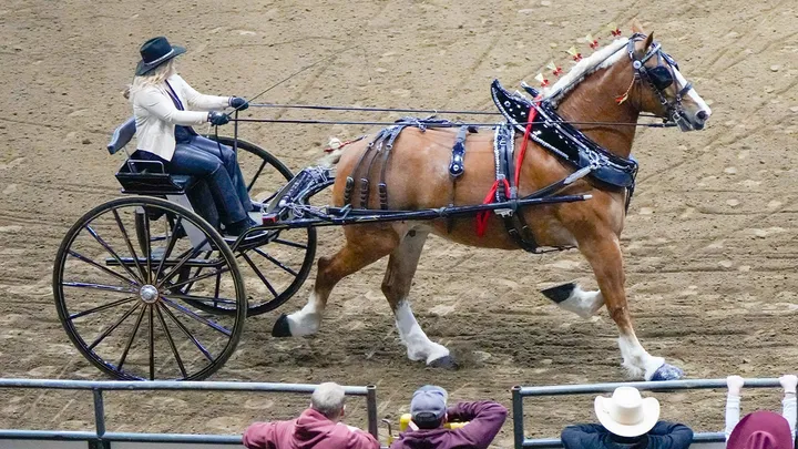 Draft Horse Show - Fri. Jan. 22 1pm