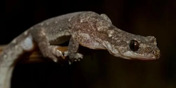 Girraween BioBlitz – Saturday Night Reptile Survey