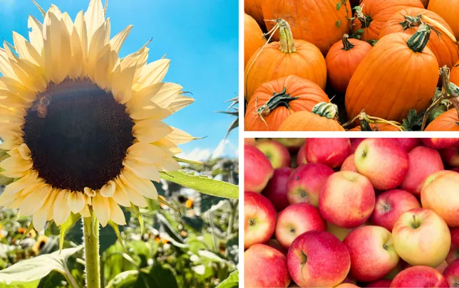 Fall Picking 2026
