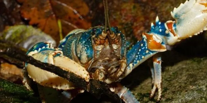 Girraween BioBlitz – Saturday Morning Crayfish and Turtle Survey