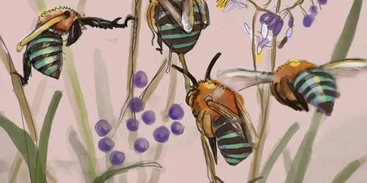 Supporting Solitary Native Bees in Your Backyard