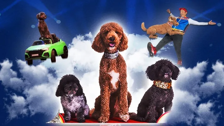 Puppy Pals Live - The Action - Packed Comedic Stunt Dog Show