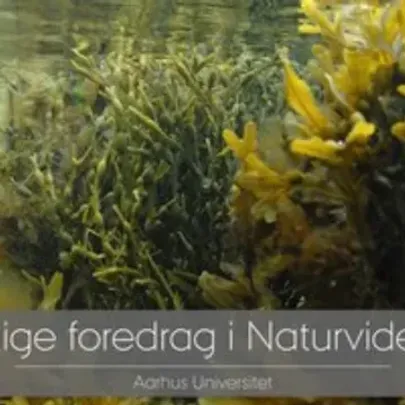 Foredrag: Tang