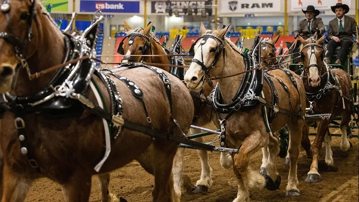Draft Horse Show - Sun. Jan. 24 1pm