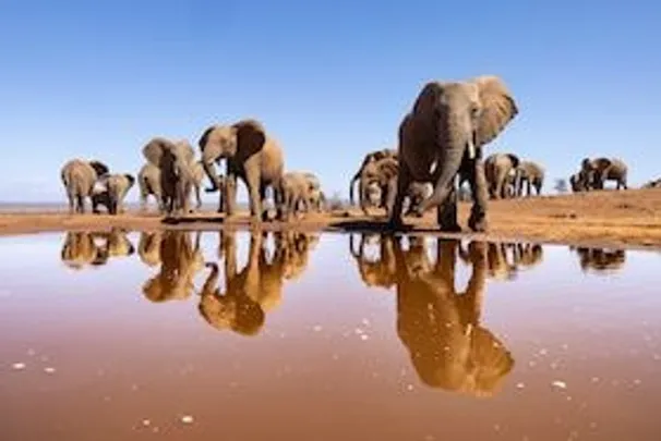Live-Multivision: Reiner Harscher - Südliches Afrika