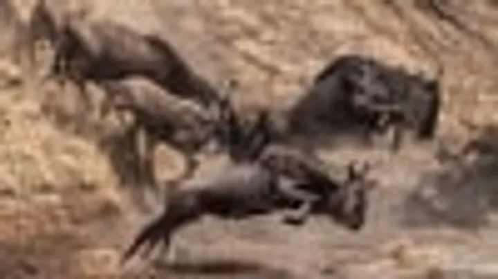 NAT GEO LIVE! INCREDIBLE ANIMAL ATHLETES - Lucy Hawkes, Ecologist