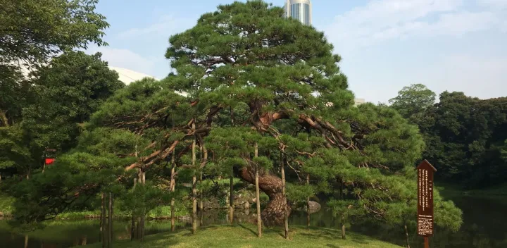 No14_小石川後楽園の植物