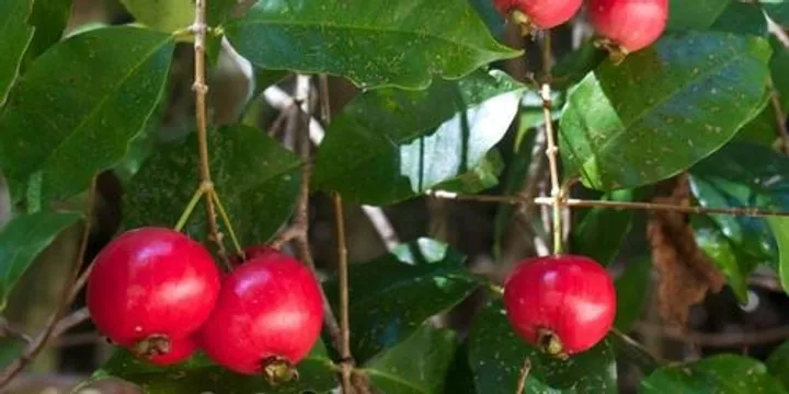 Perth’s Bushfood Plants