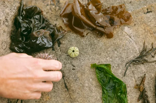 Coastal Forage Experience with Veld & Sea - 25 November