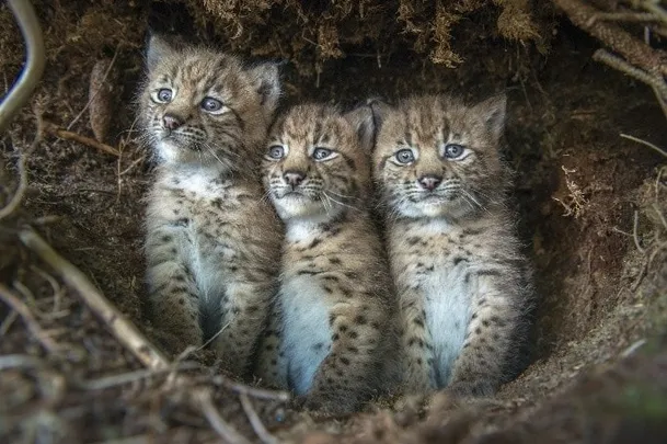 DER LUCHS (CH)