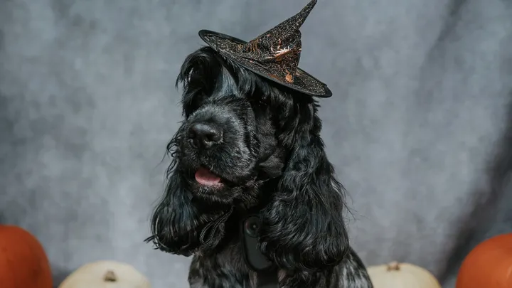 Pints & Pooches | Halloween Special