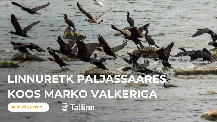 Linnuretk Paljassaares koos Marko Valkeriga.
