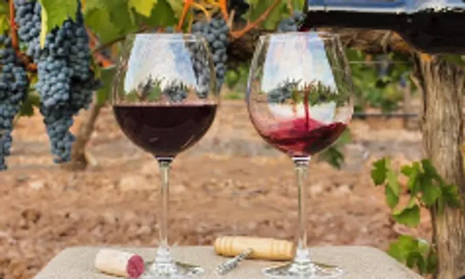 Exploring the World of Syrah and Shiraz