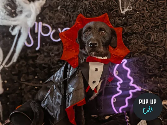 Halloween Big Dog Social - Pup Up Cafe - Northampton 🎃