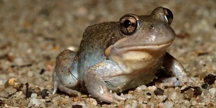 Girraween BioBlitz – Saturday Night Frog and Reptile Survey