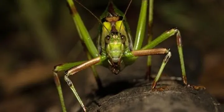 Girraween BioBlitz – Sunday Morning Invertebrate Survey