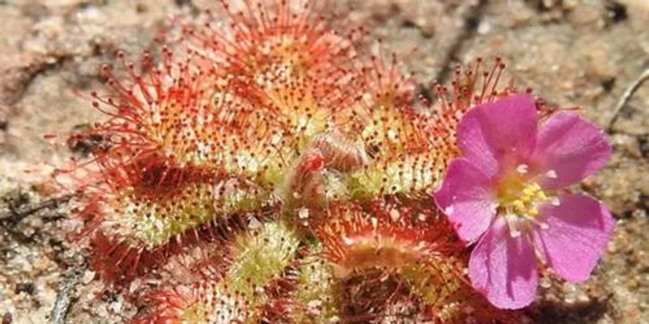 Native Carnivorous Plants with Joan Heavey