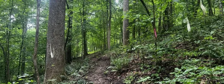 Frosty Cox 6 Hour Trail Race