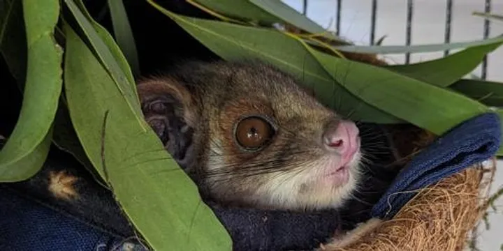 Postponed - Possum and Glider Rescue and Care