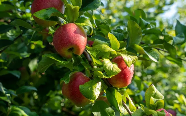 Pick-Your-Own Apples 2026