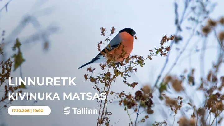 Linnuretk Kivinuka metsas