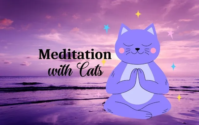 Guided Meditation Hour with Cats