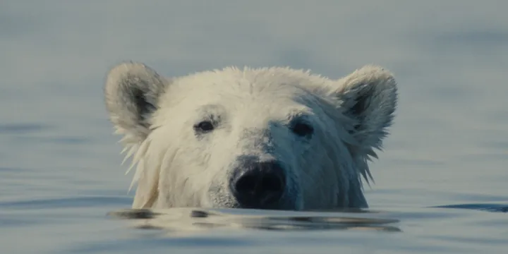 Nuisance Bear