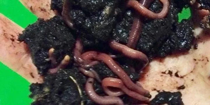 Worm Wrangle and Wicking Bed workshop