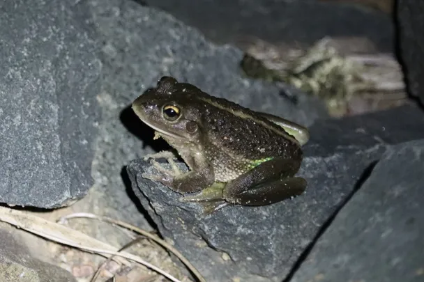 Discovering frogs with CBLG