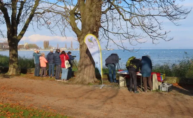 Naturbeobachtungen am Bodensee