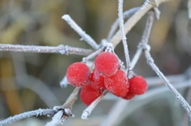Winterliche Kurparkführung