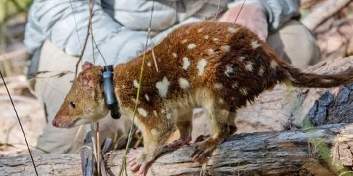 Girraween Spotted-tailed Quoll Trapping - Saturday 17 October