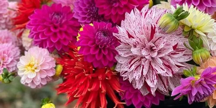 Flower Picking Experience, Come and pick flowers where they’re grown 21st Feb