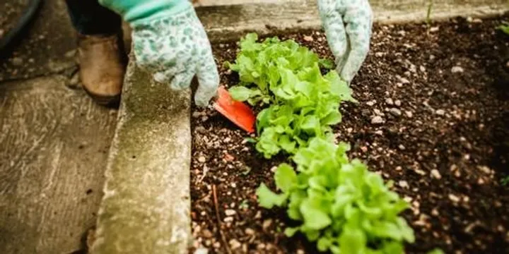 Starting your own Veggie Patch