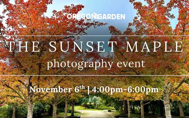 Sunset Maple Photography Event