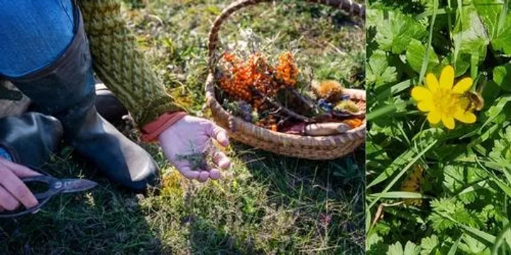Living Lightly Free Workshop - Foraged Foods
