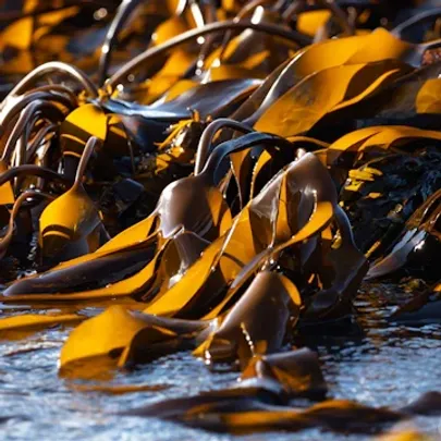 Naturvidenskabelige foredrag Århus Universitet  Tang ved marinbiolog Annette Bruhn