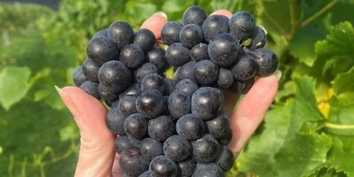 Terroir Talks - Tasmanian Pinot Noir Uncovered