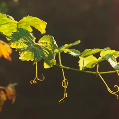 Meet the Grape: MALBEC